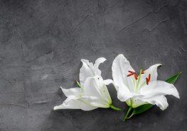 Vzpomínka na MUDr. Hanu Šmákalovou