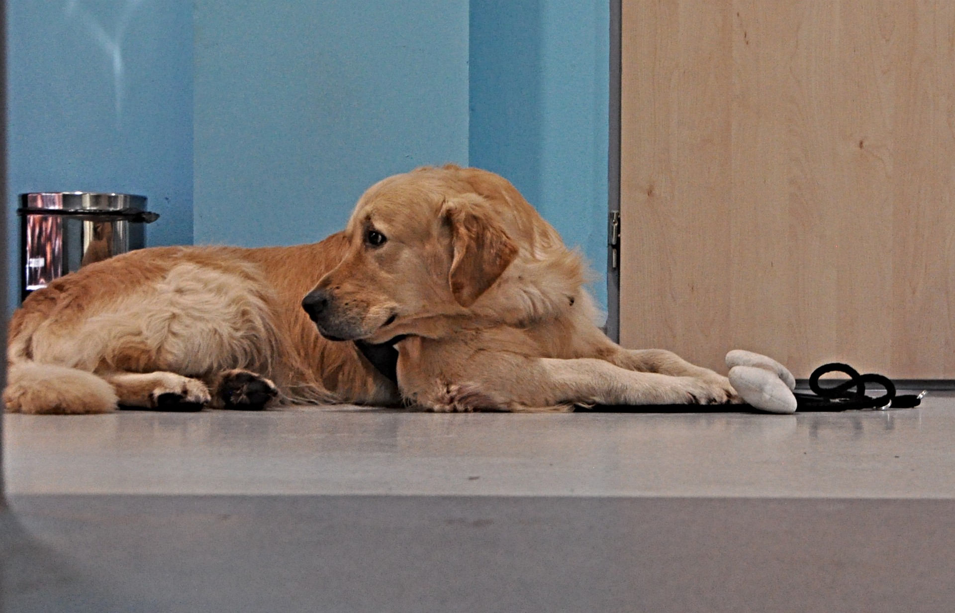 Práce sestry a canisterapeutky se prolíná